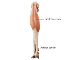 Best synonyms for 'leg tendon' are 'achilles tendon', 'achilles heel' and 'calcaneal tendon'. Leg Knee Anatomy