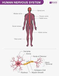 Thoughtco/thoughtco cells in the human body number in the trillions and come in all shapes an. Human Body Anatomy And Physiology Of Human Body