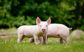 piglets lawn small pigs farm pigs