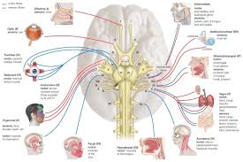 4 identify the structures b c a. Names Functions And Locations Of Cranial Nerves