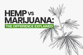 Hemp Vs Marijuana The Difference Explained 2019 Update