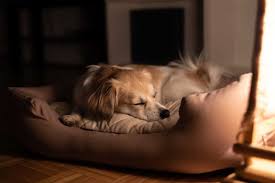 best dog beds you can find right
