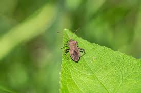 get rid of squash bugs naturally