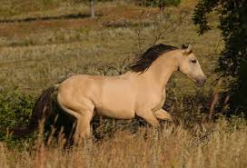 This is a big buttermilk buckskin quarter horse gelding that is well broke and been ranching for a living. Andalusian And Azteca Horses For Sale