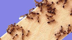 7 best ways to get rid of fire ants