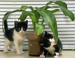 Poisonous Plants To Cats What Are