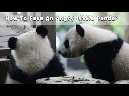 angry little panda ipanda