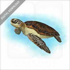 stock art drawing of a green sea turtle