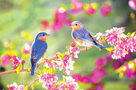 Image result for hình ảnh chim én mùa xuân