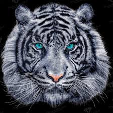 Add interesting content and earn coins. White Tiger Diamond Art Painting Diamond Art Club