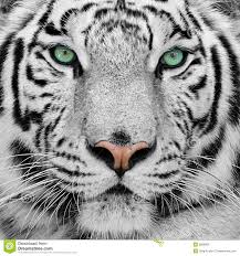 Aliexpress carries many white tiger canva related products, including pattern tiger , panel tiger , image tiger , table tiger , frame tiger , paint by number tiger , white tiger picture frame. White Tiger Tiger Photography Animals Wild Animal Photography