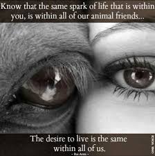 Compassion for animals is intimately associated with goodness of. Animals Empathy Quotes And Sayings Quotesgram