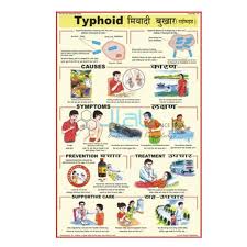 Typhoid Chart India Typhoid Chart Manufacturer Typhoid