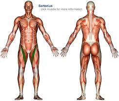 See if you can label the muscles yourself on the worksheet available for download below. Lb 2207 Unlabeled Body Diagram Download Diagram