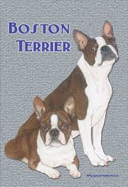 Boston Terrier Garden Flag 12 5 X 18 In