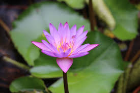 sri lankan national flower