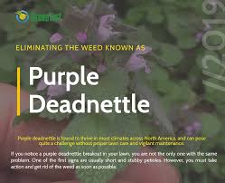 And they're doing all kinds of crazy things to get it. Eliminate Purple Deadnettle The Most Effective Lawn Care Techniques Green Turf Care