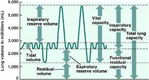 lung volume capacities tidal volume