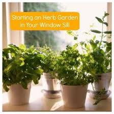 Growing An Herb Garden In Your Window Sill