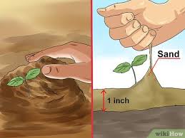 Wrap the seeds in a moist paper towel & seal them in a bag place the seeds about one inch apart on a paper towel and carefully cover them with another paper towel. 3 Ways To Plant Apple Seeds Wikihow
