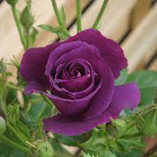 Rose blu naturali - Rose - Varietà rose