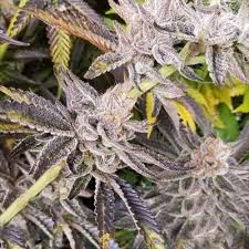 Get full info about wedding cake weed strain on askgrowers. Platinum Cake 12pack Feminised Inhouse Genetics Cannabis Seeds
