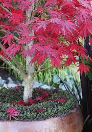 Container Japanese Maples Tips