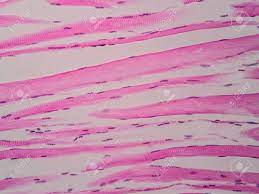 顕微鏡ビューの下の人間の骨格筋の組織学の写真素材・画像素材 Image 81293412