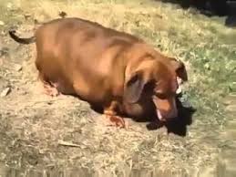 Fat dog mendoza is an. Cute Fat Dog Youtube