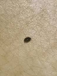 identifying small black bugs thriftyfun