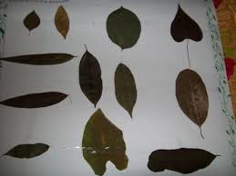 Pappus Blogs Dry Leaves Chart Vacation Project