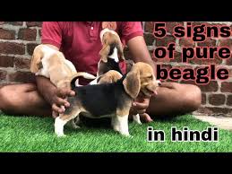 how to check purity of beagle beagle