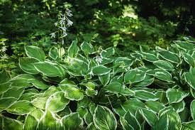 which hostas can grow in the sun