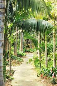 Tropical Plants Nursery In Willunga
