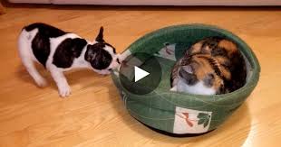 She is left with she gave birth to a beautiful litter of kittens, but kitty the cat loses them all in tragic circumstances. The Cat Steals His Bed Watch How This Bulldog Puppy Tries To Get It Back Madly Odd