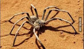 These arachnids became infamous after the gulf war. The Camel Spider King Of The Nope 9gag