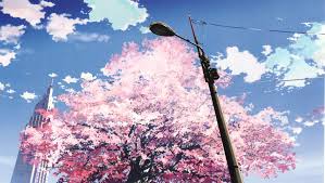 anime cherry blossom wallpaper 72 images
