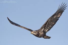 im bald eagle in flight
