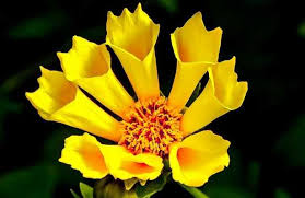 I fiori gialli sono in grado di riflettere la luce, quindi sono perfetti per dare calore e colore al giardino. Fiori Gialli Idee Green
