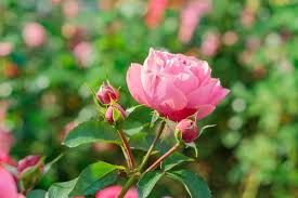 Blooming Pink Rose Flower Soft Focus