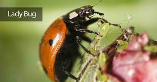 why and how to use lady bugs in the garden