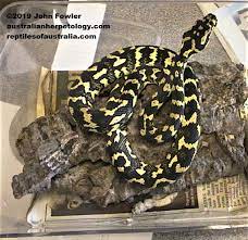 jungle carpet python morelia spilota