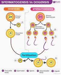 Gametogenesis In Human Spermatogenesis And Oogenesis