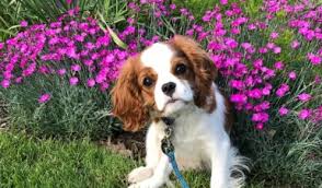 Since 2003 we have been raising healthy, well socialized cavaliers. Cavalier King Charles Spaniel Club
