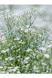 gypsophila seeds baby s breath