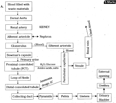 Draw A Block Diagram Showing The Path Jvay Of Excretory