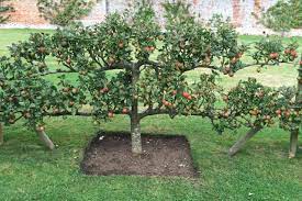 These are the perfect cultivars if you want to grow a potted fruit tree in a compact yard or balcony. How To Plan An Orchard Hgtv