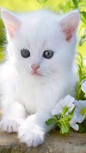 cute baby cat white cat small baby hd