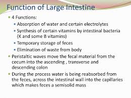 ppt digestive system powerpoint