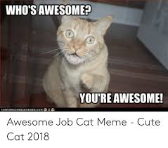 New hairless cat meme memes grumpy cat memes, funny memes, animals memes. Good Luck New Job Cat Meme Meme Wall